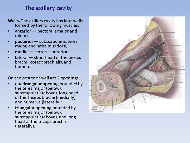 The axillary cavity  Walls. The axillary cavity has four walls formed by the